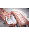 Купить Женские кроссовки Fila Disruptor II бронзовые